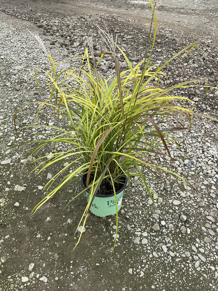 Miscanthus sinensis 'Lady in Red'