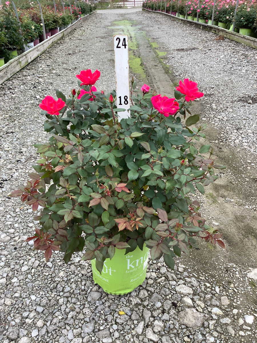 Rosa K.O 'Radrazz'