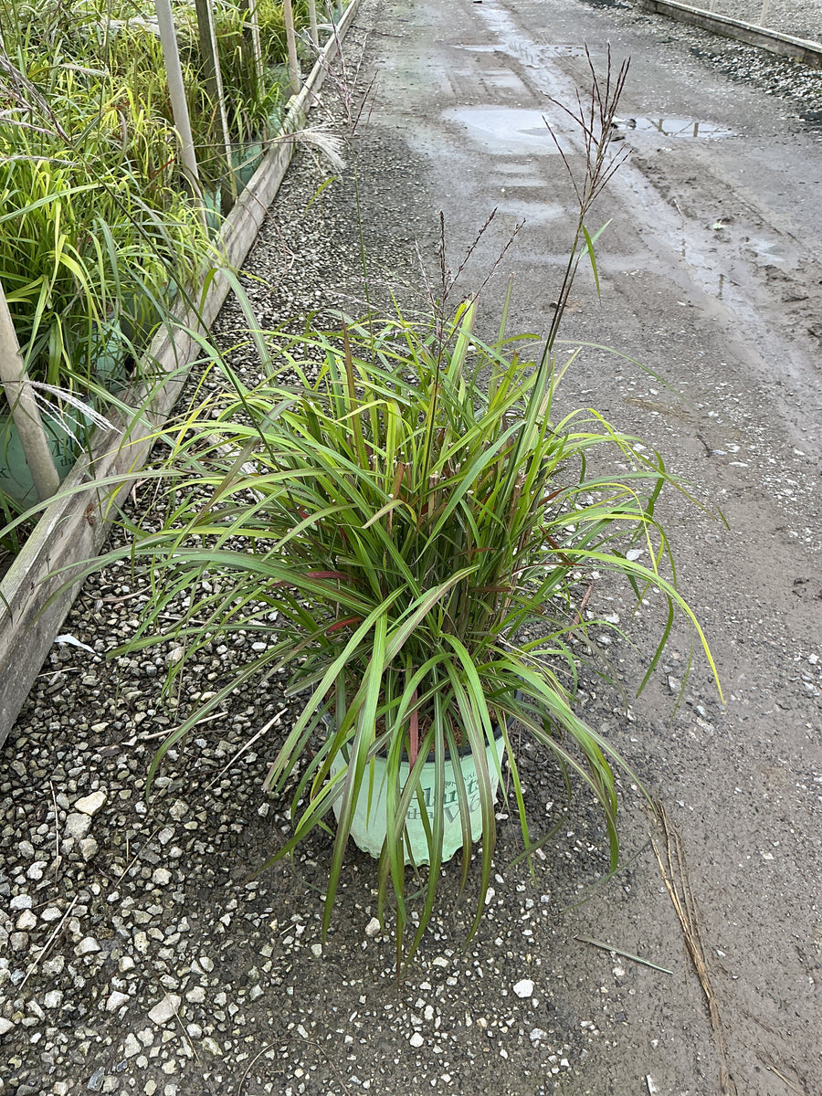 Miscanthus sinensis 'Lady in Red'