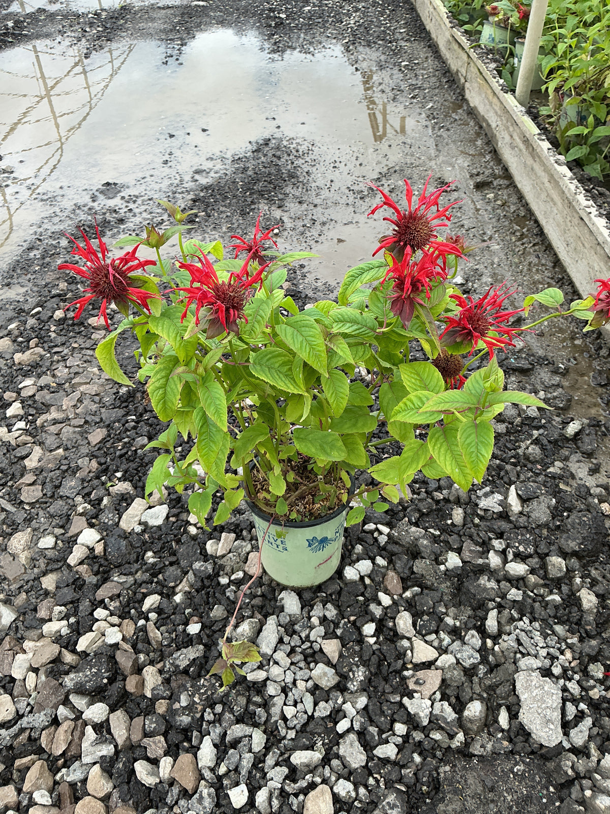 Monarda jacob 'Cline'