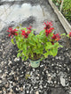 Monarda jacob 'Cline'
