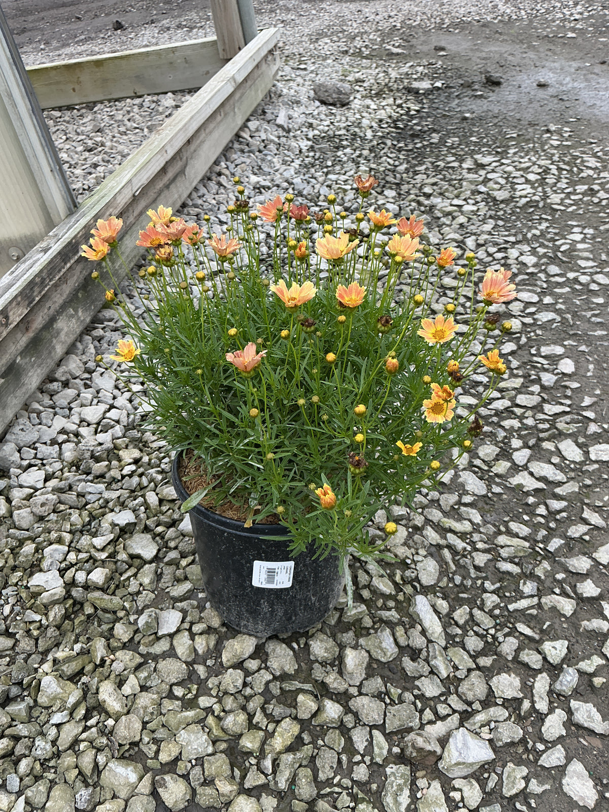 Coreopsis verticillata 'Novcorcar'