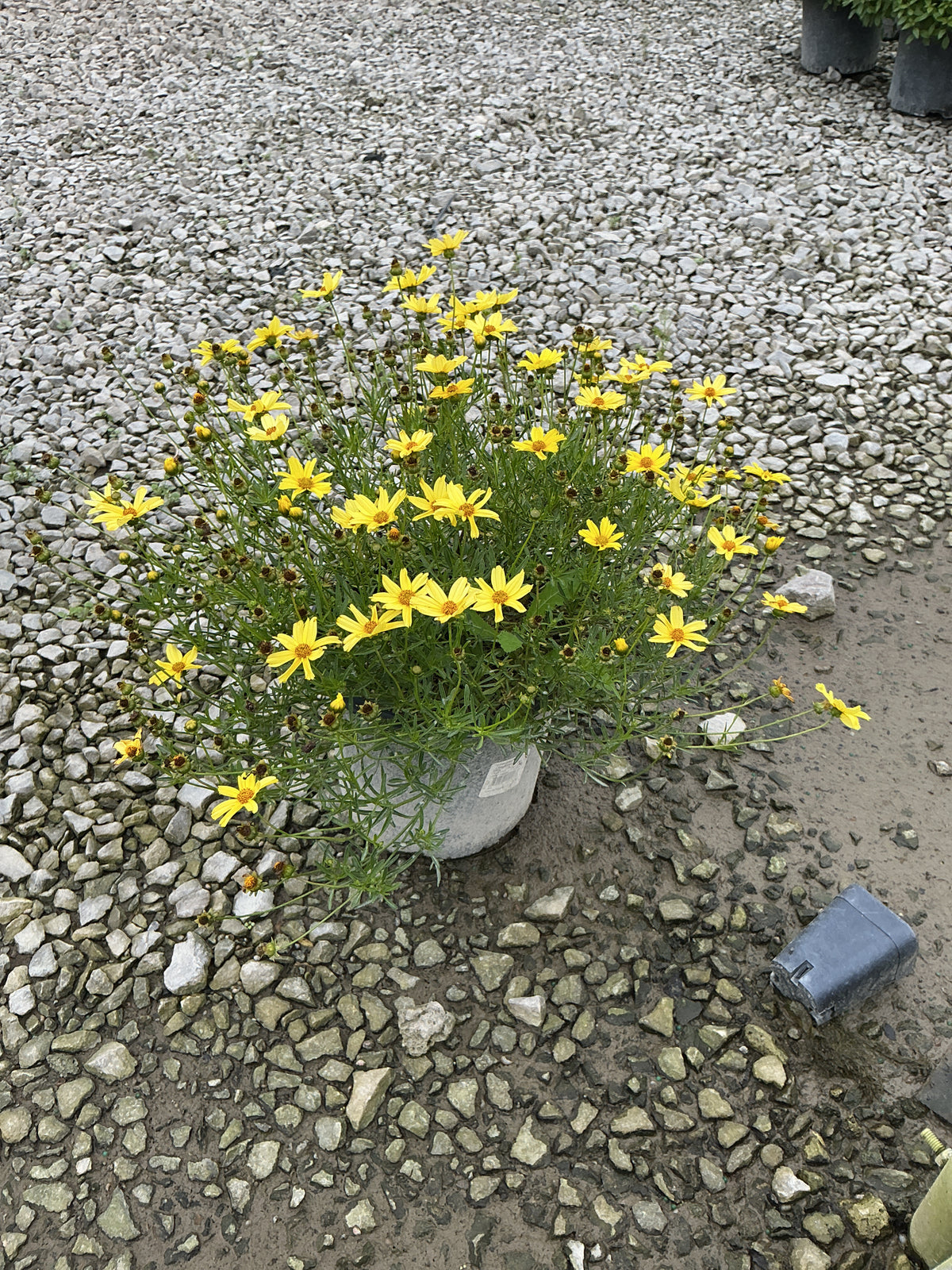 Coreopsis verticillata 'Creme Brulee'