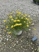 Coreopsis verticillata 'Creme Brulee'