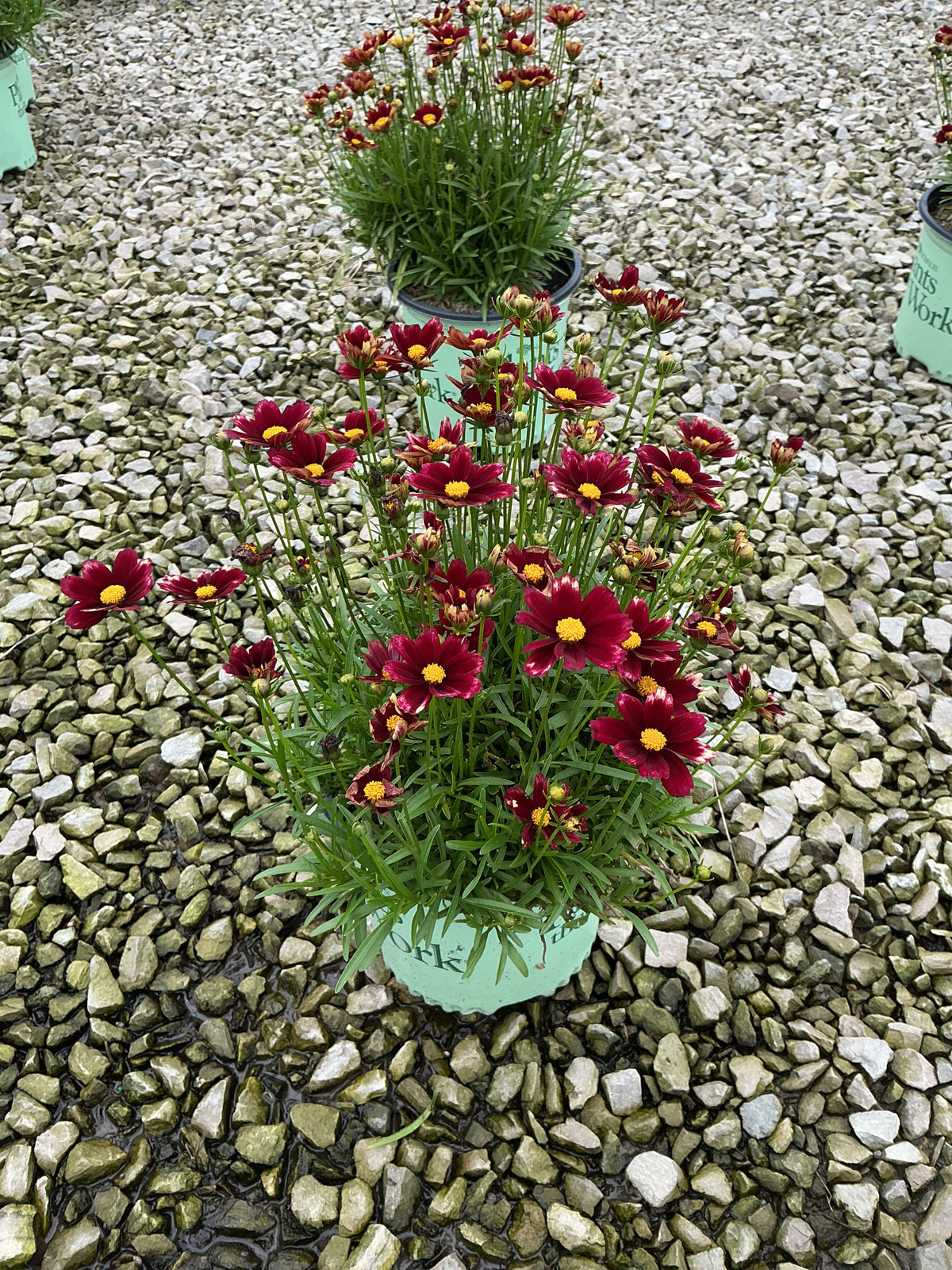 Coreopsis x 'Lil Bang Red Elf'