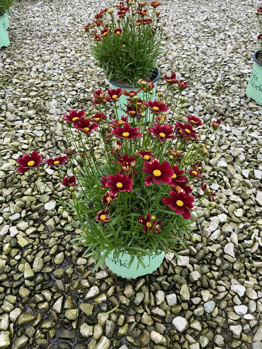 Coreopsis x 'Lil Bang Red Elf'