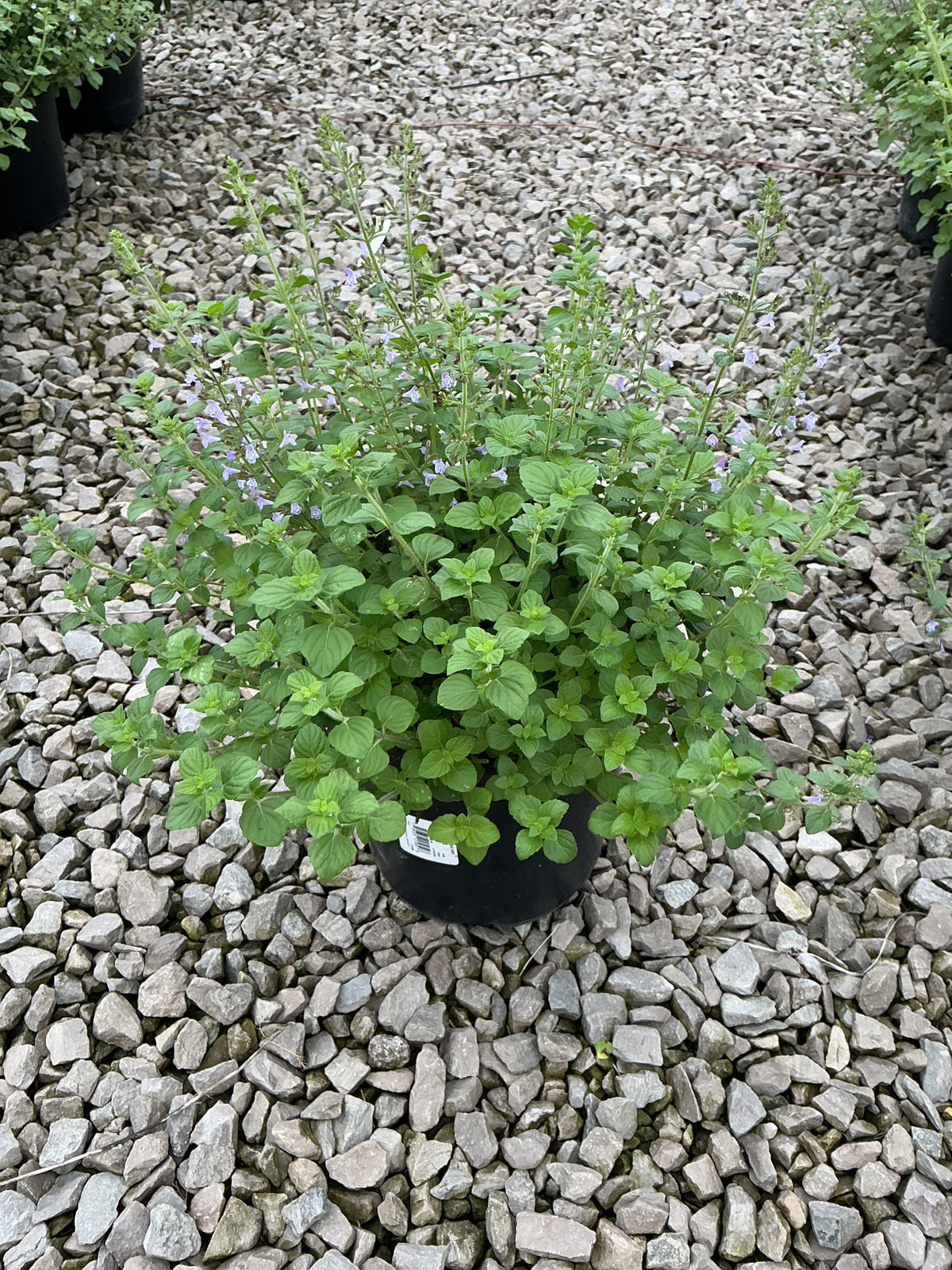 Calamintha 'Ssp Nepeta'