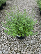Calamintha 'Ssp Nepeta'