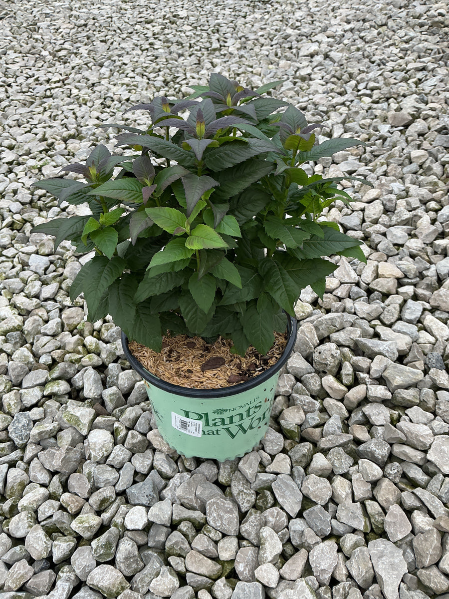Monarda 'Sugar Buzz Rockin Raspberry'