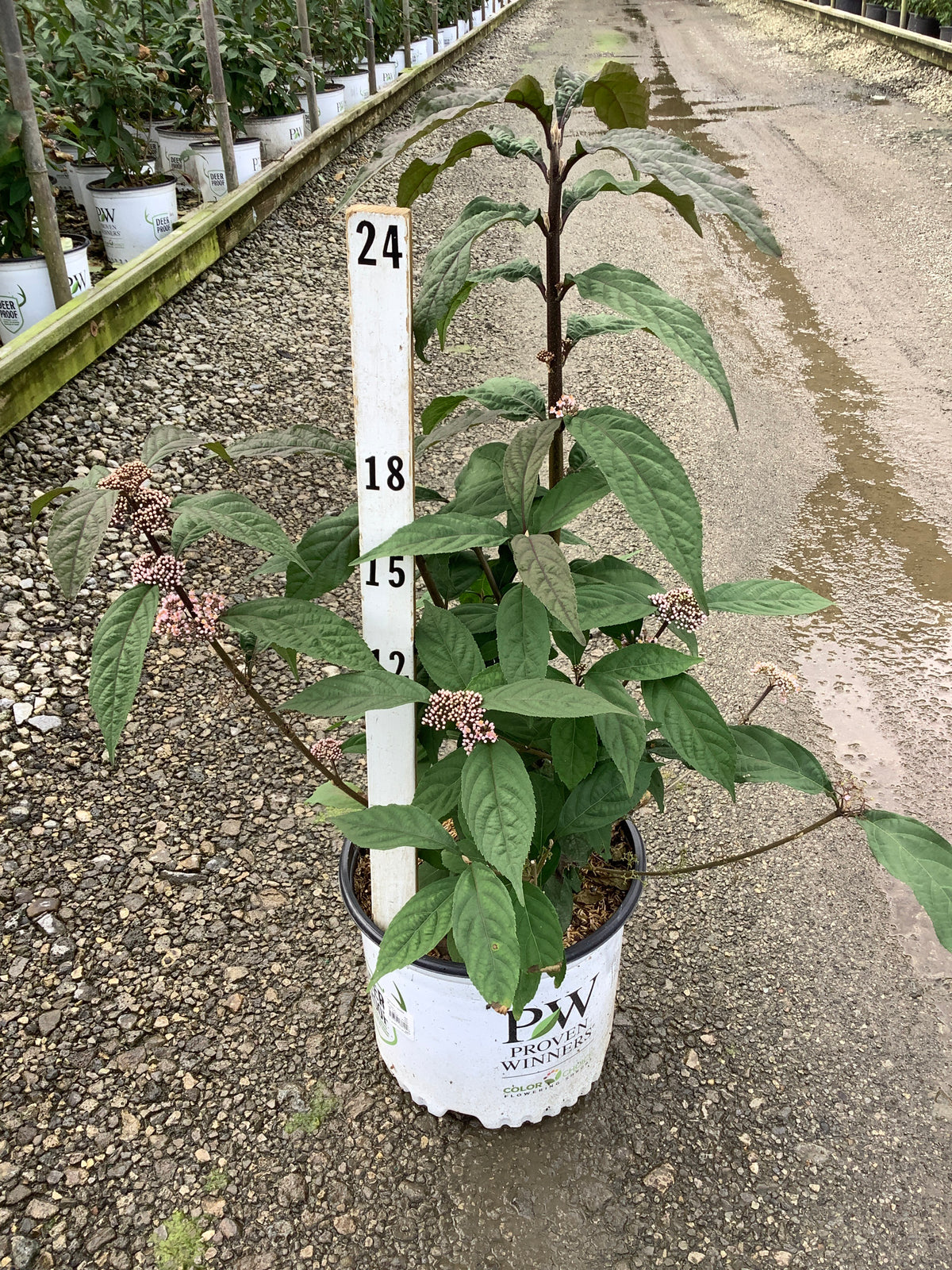 Callicarpa x ‘Bubble Up’ (SMNCJLIEP)