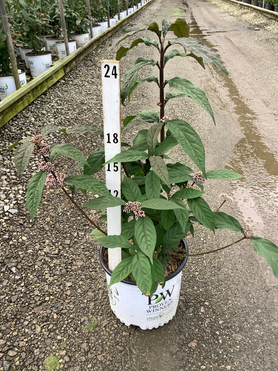 Callicarpa x ‘Bubble Up’ (SMNCJLIEP)