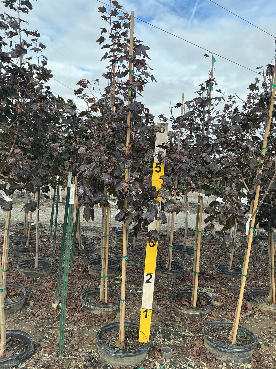Acer platanoides 'Crimson King' â€” G15 84