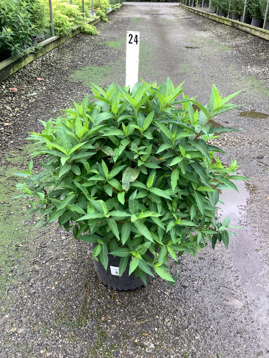 Diervilla sessilifolia 'Butterfly' â€” G3 12