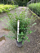 Ligustrum x ibolium