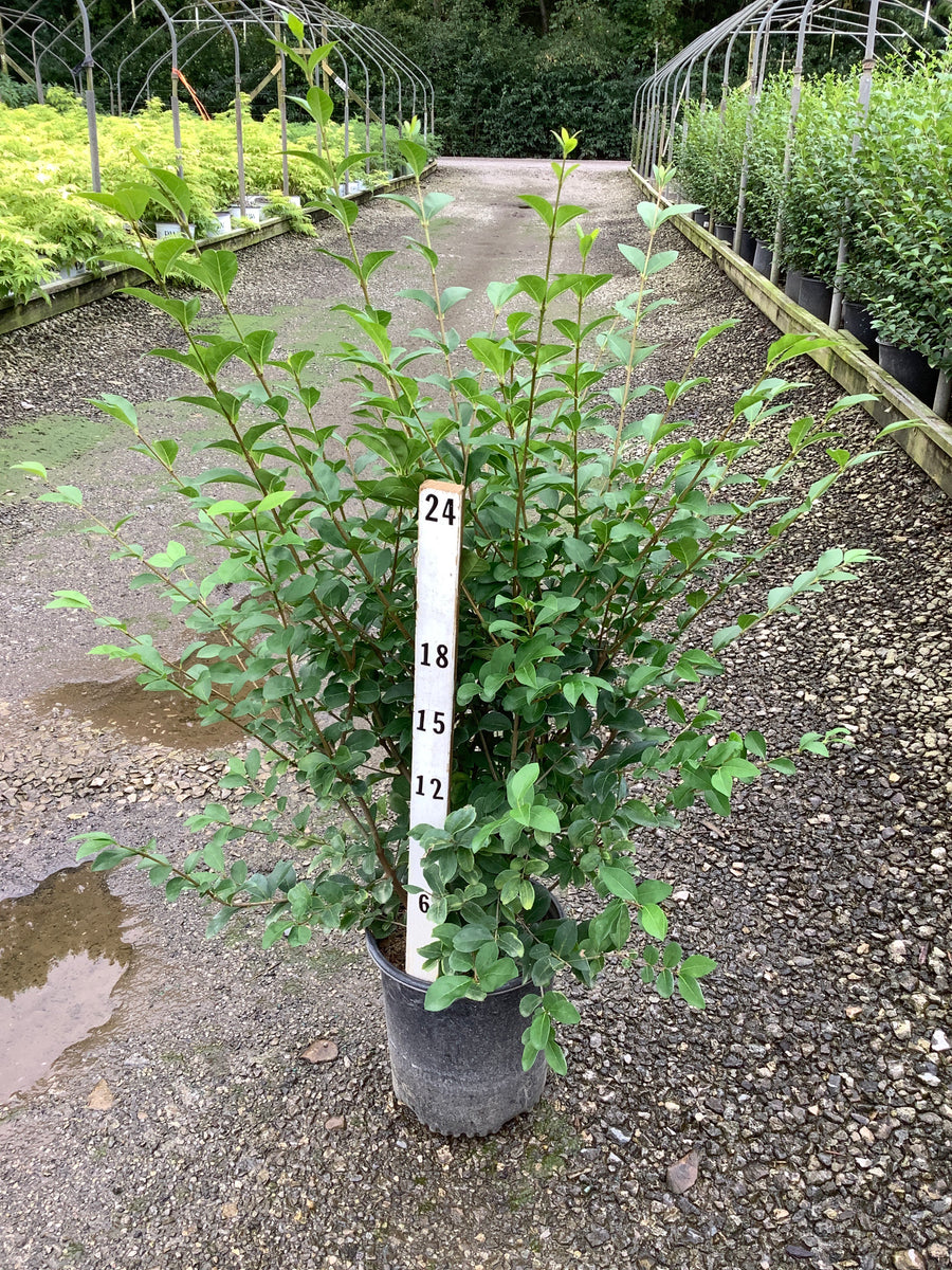 Ligustrum x ibolium