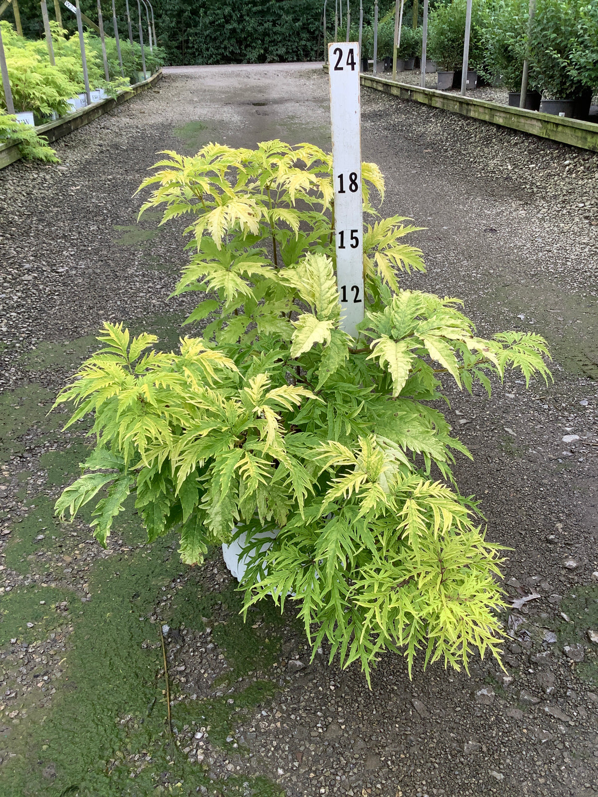 Sambucus lemony 'Lace'
