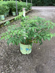 Sambucus canadensis 'Adams'