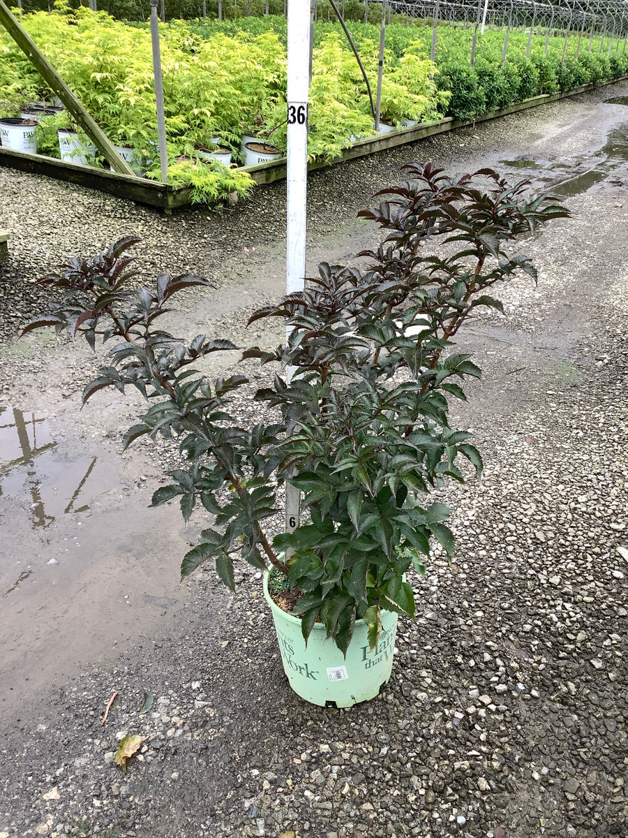 Sambucus nigra 'Eiffel 1' BLACK TOWER