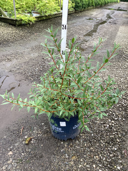 Salix x 'Winter Torch'