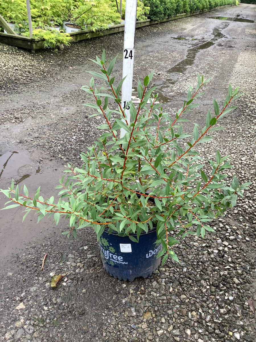 Salix x 'Winter Torch'