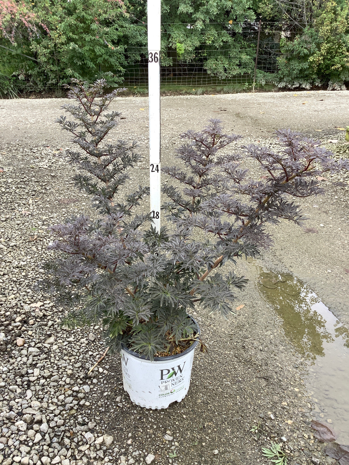 Sambucus N 'Laced Up'