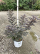 Sambucus N 'Laced Up'