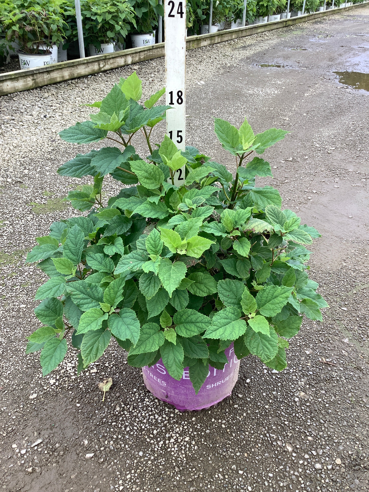Hydrangea arborescens 'Flowerfull'