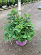 Hydrangea arborescens 'Flowerfull'