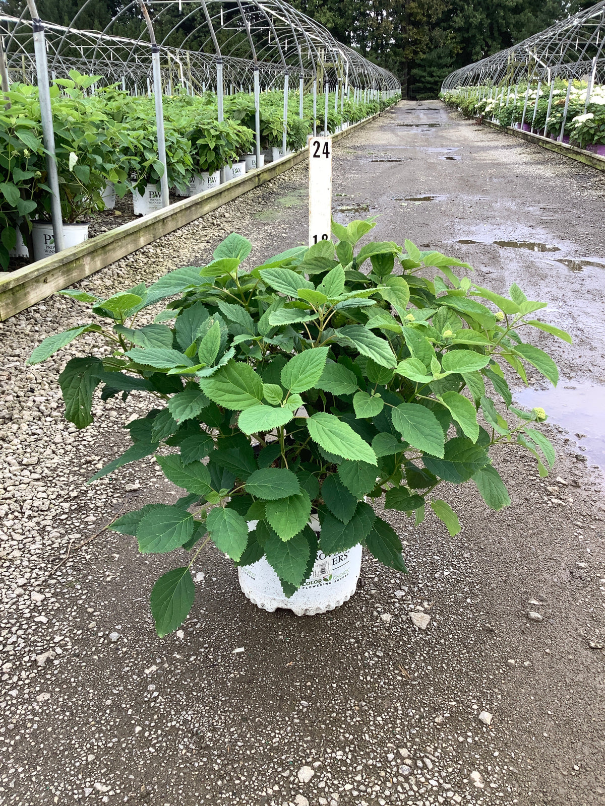 Hydrangea arborescens 'Abetwo'