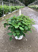 Hydrangea arborescens 'Abetwo'