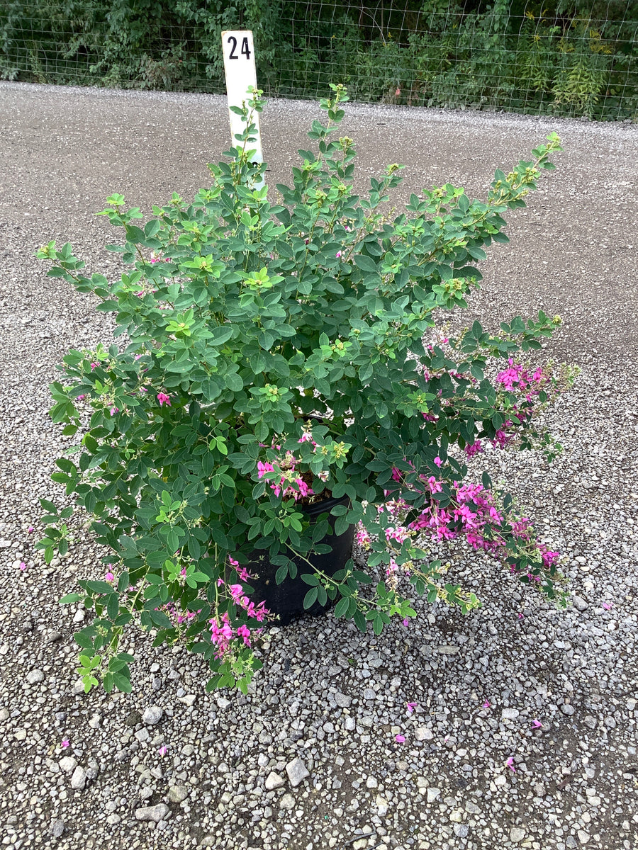 Lespedeza thunbergii 'Gibraltar'