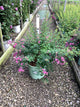 Lespedeza candy 'Girl'
