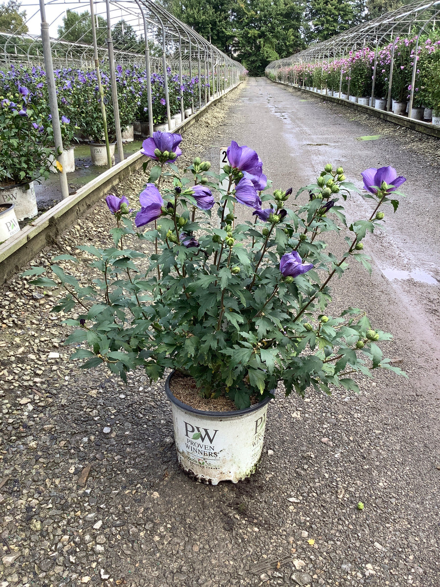 Hibiscus paraplu 'Violet'