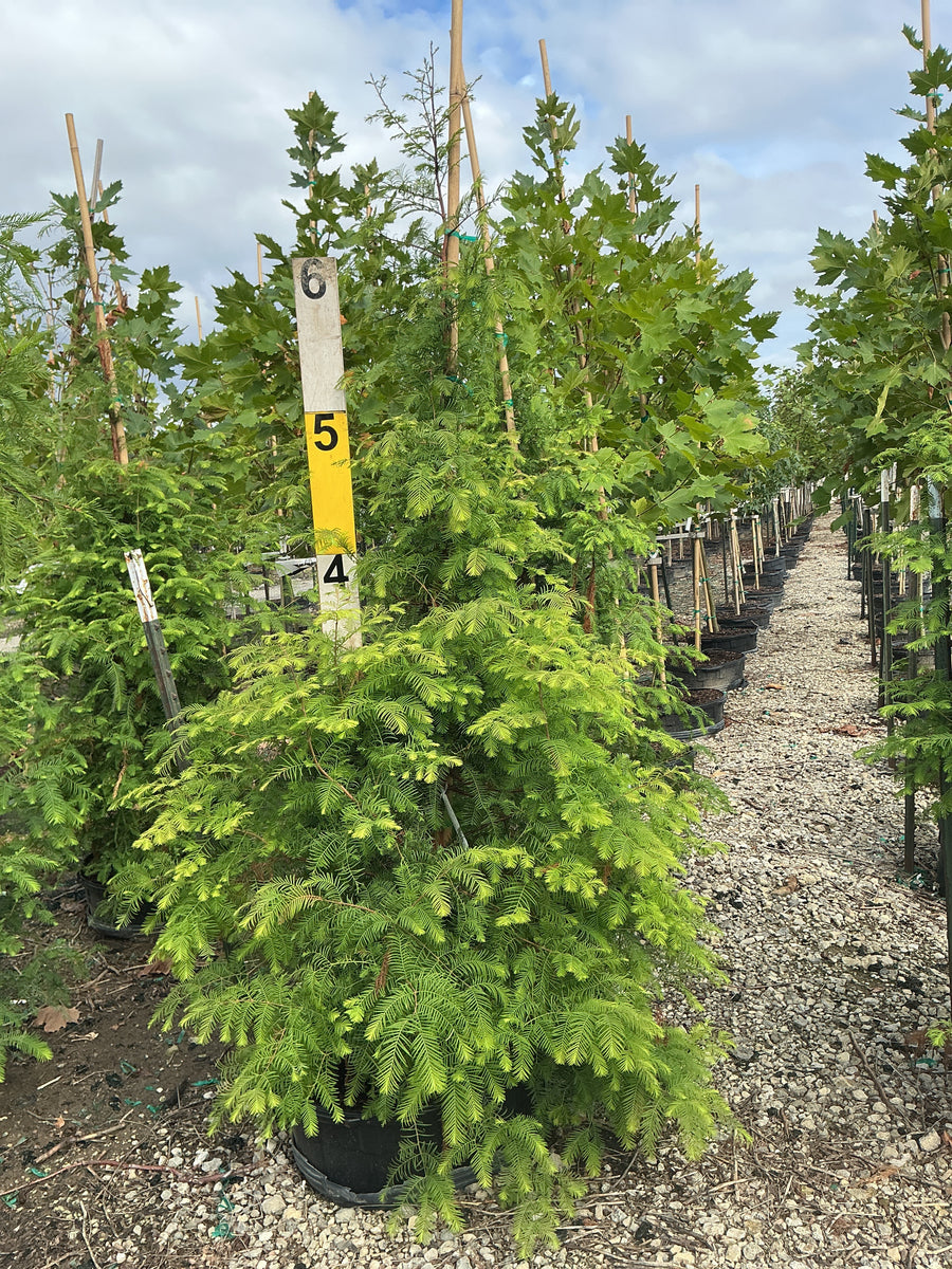 Taxodium distichum 'Shawnee Brave'