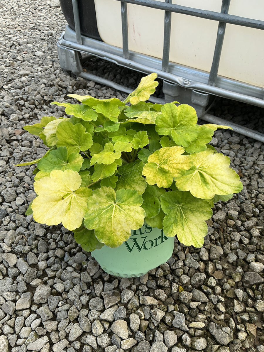 Heuchera 'Northern Exp. Sienna'