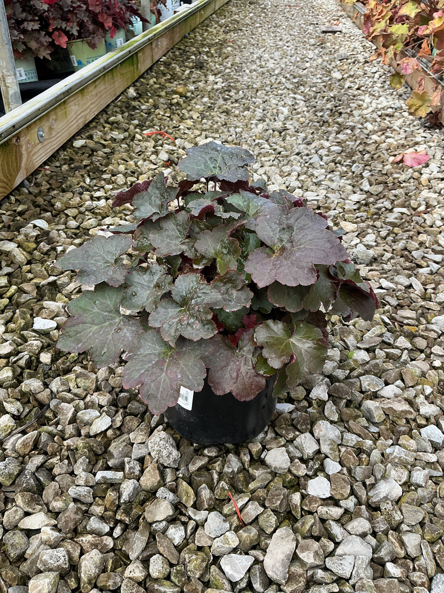 Heuchera palace 'Palace Purple'