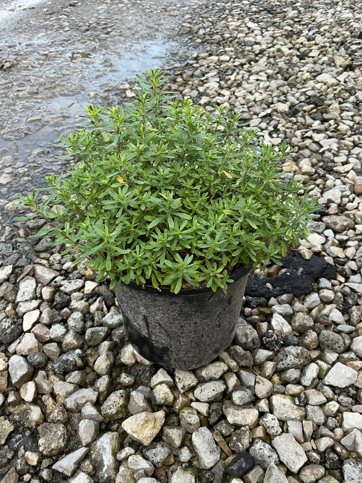 Iberis sempervirens 'Alexanders White'