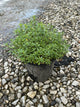 Iberis sempervirens 'Alexanders White'