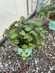 Epimedium x versicolor 'Sulphureum'