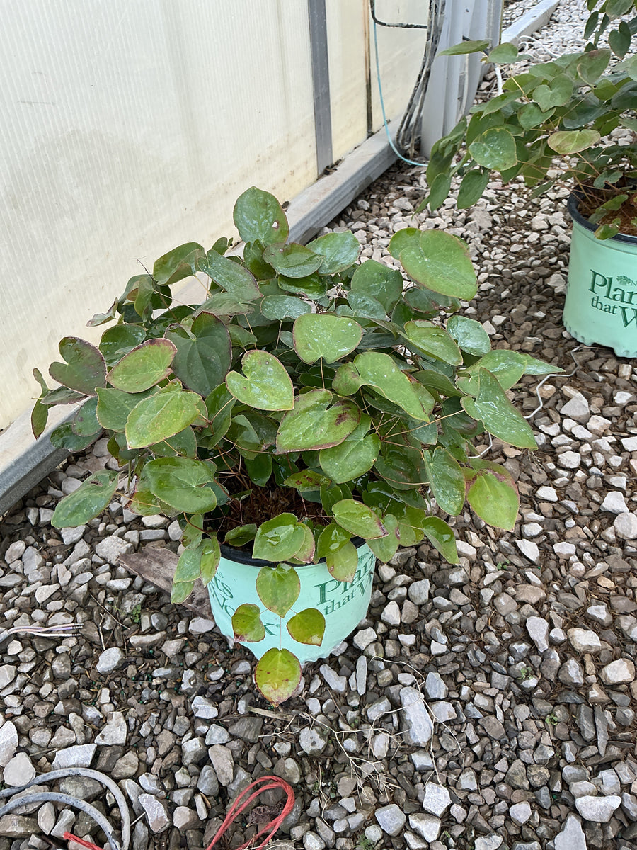 Epimedium x versicolor 'Sulphureum'