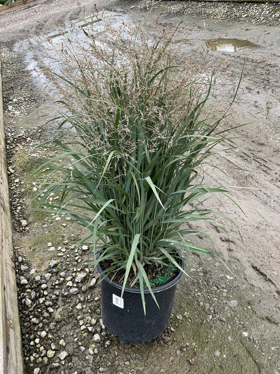 Panicum virgatum ‘Dream Catcher Smoky Rose’