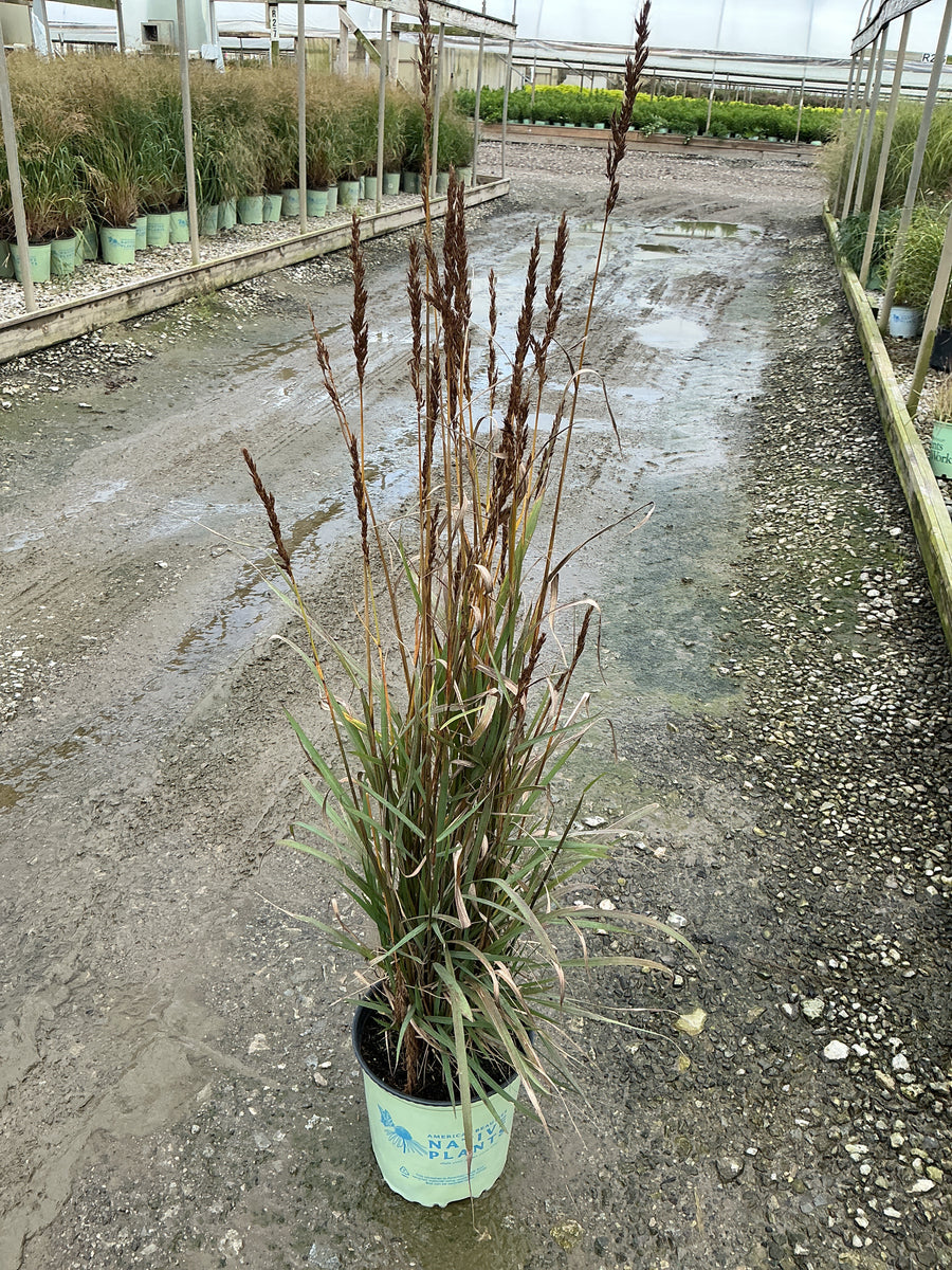 Sorghastrum 'Sorg. N. Golden Sunset'