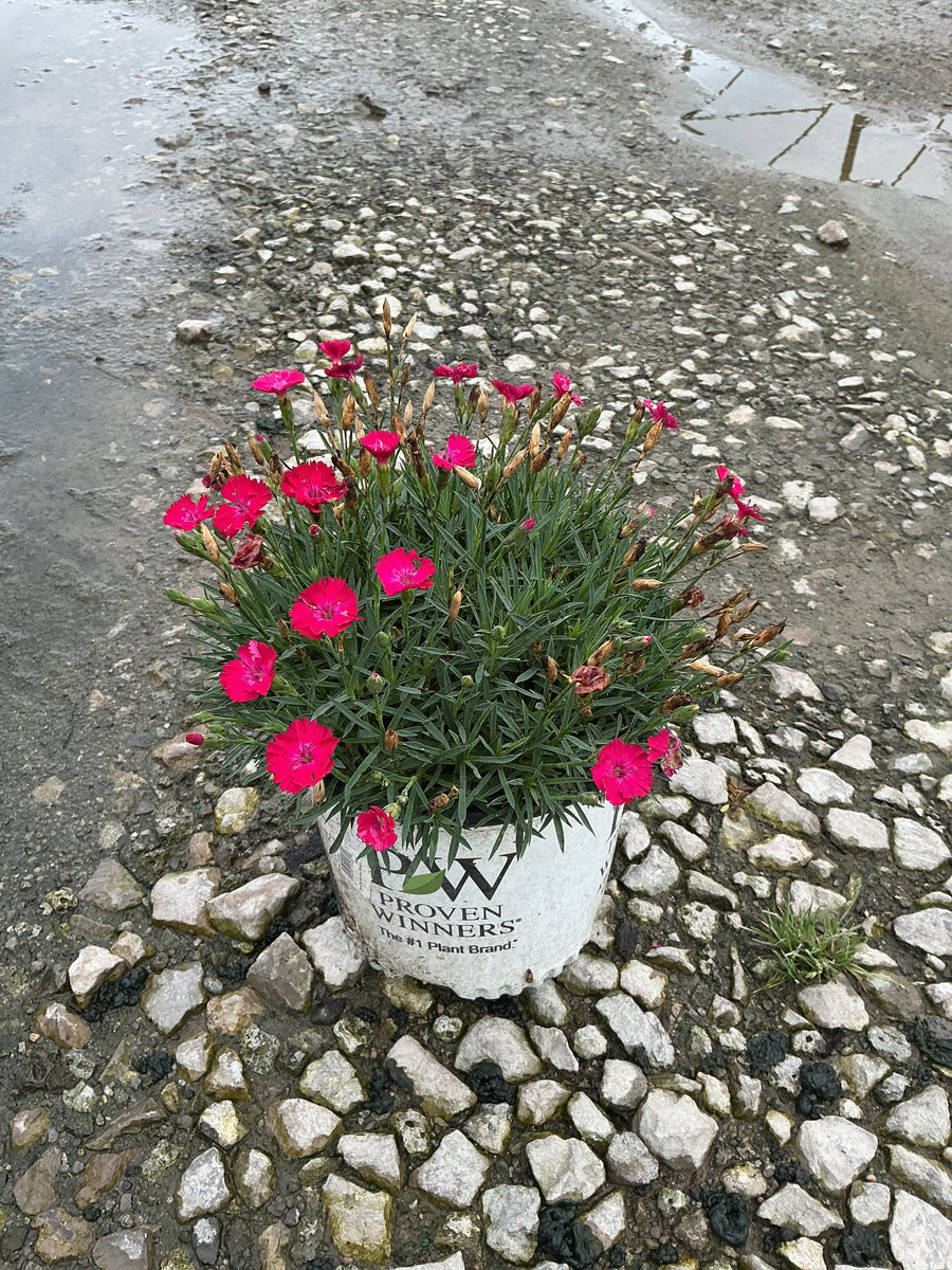 Dianthus paint 'The Town Red'