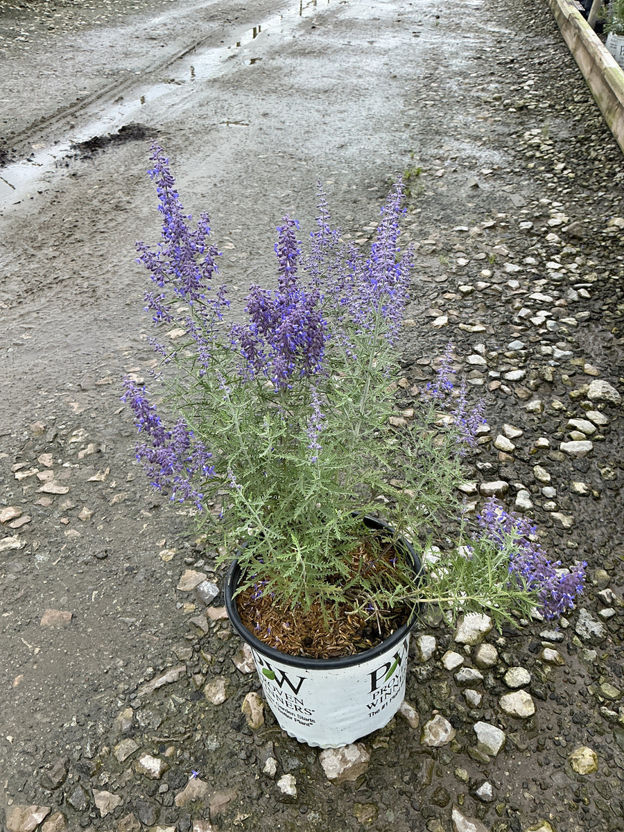 Perovskia atriplicifolia 'Denim N Lace'