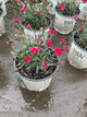 Dianthus 'Everbloom Red Delicious'