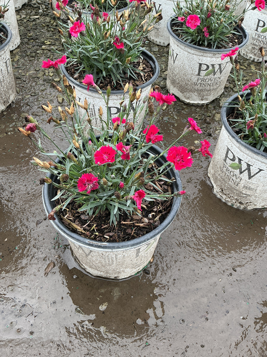 Dianthus 'Everbloom Red Delicious' â€” 19CM