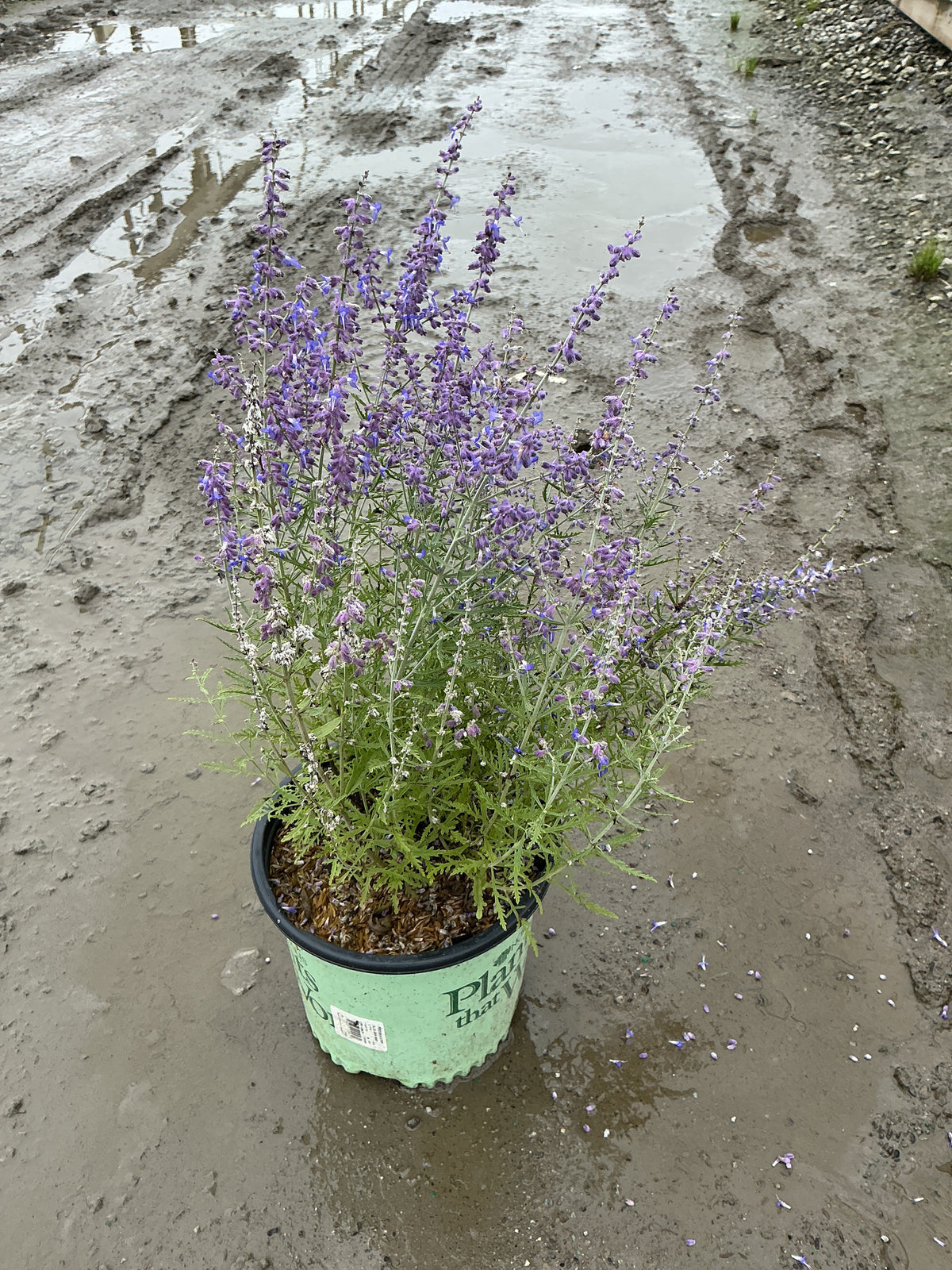Perovskia atriplicifolia 'Blue Jean Baby'