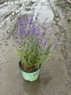 Perovskia atriplicifolia 'Blue Jean Baby'