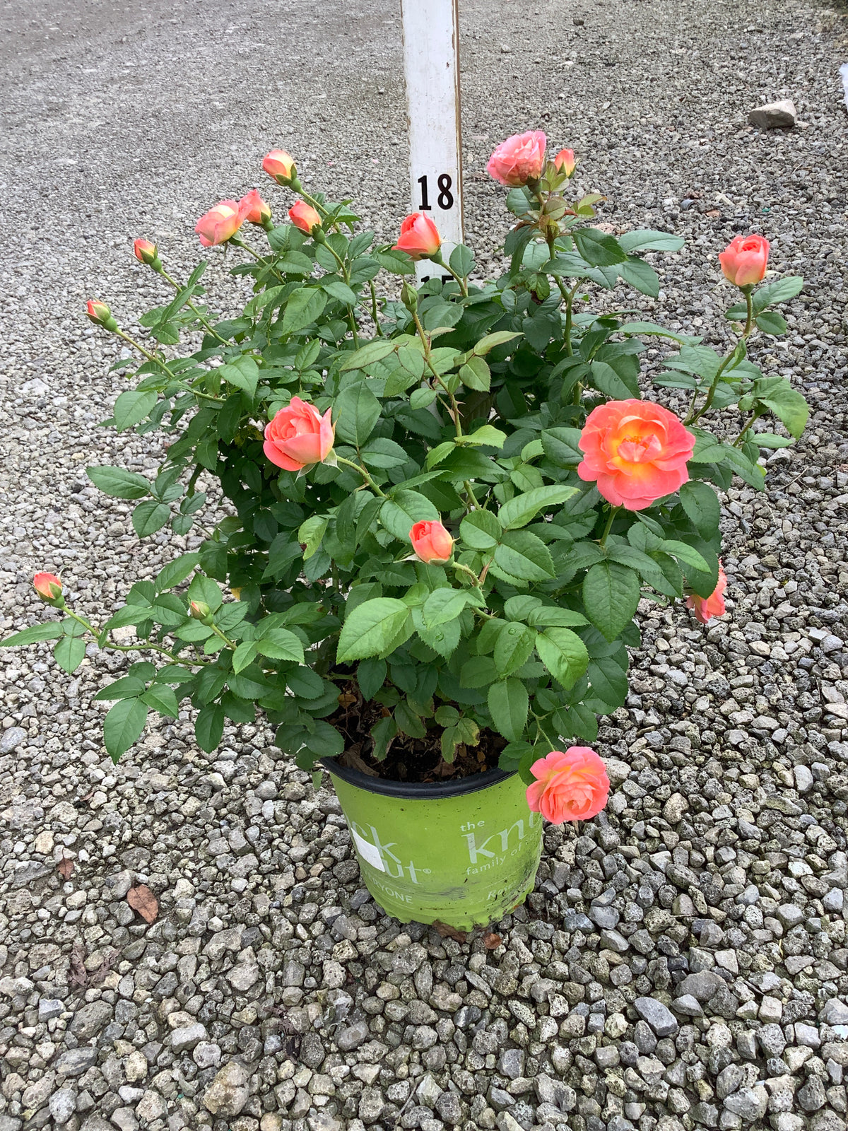 Rosa K.O 'Orange Glow'