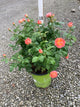 Rosa K.O 'Orange Glow'